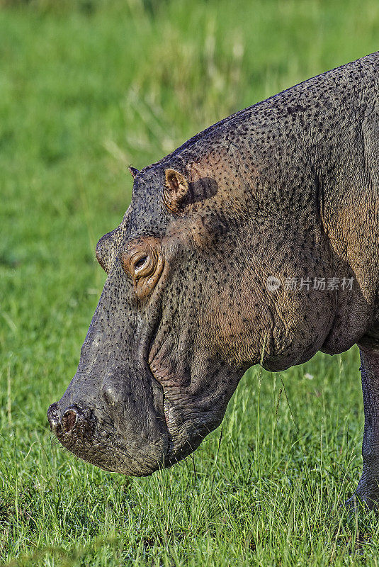 河马(hippopotamus amphibius)，又称河马，是一种大型食草哺乳动物。肯尼亚马赛马拉国家保护区。在陆地上行走。特写镜头。